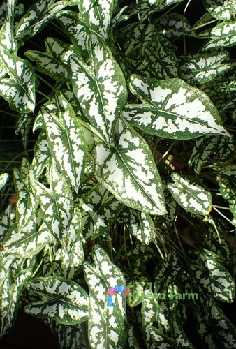 50 Samen Caladium weißes Blatt Elefantenohr Herz Jesus Engelsflügel Haus Gartenarbeit - Bild 5 von 15