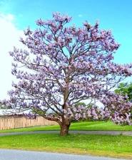 Paulownia Elongata exotic royal empress flowering tree wood bonsai seed 10 seeds