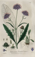 Devil's bit Scabious Flower - Antique Print 1839