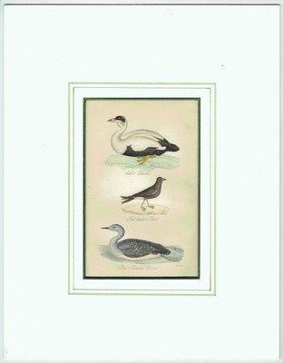 c.1840 Eider Ente, Gabelschwanz Sturmvogel & Rotkehl Taucher Druck - 7 x 4,5 Zoll