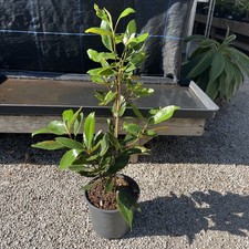 Magnolia grandiflora 'Little Gem' - Evergreen Magnolia - 5ltr Specimen