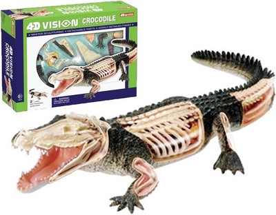 4D Vision Crocodile Anatomy Model, Detachable Organ Model 26 Components