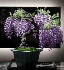 Japanese wisteria Bonsai Tree (sale Is Picture 2.3.4.5)