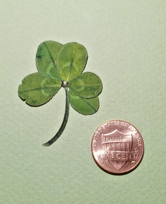 Rare 5 leaf clover - dried, and pressed - Trifolium repens, Lucky item #2