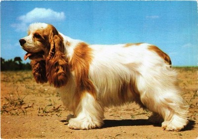 CPM Spaniel Hunde (717079)