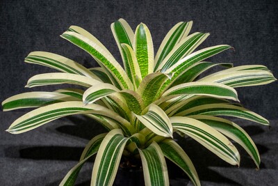 Bromelia - Vriesea Milky Way 6  pot (Very Rare)  - Live plant