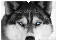 Faszination Husky (Wandkalender 2026 Din A3 Quer), Calvendo Monatskalender 2026