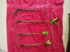 Red Mangrove Fresh or Saltwater Aquarium Filter Plant Live 7-10 inch length.