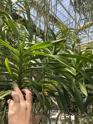 Vanda Suwannaphum Willow Lantern, Blooming Size Yellow Green