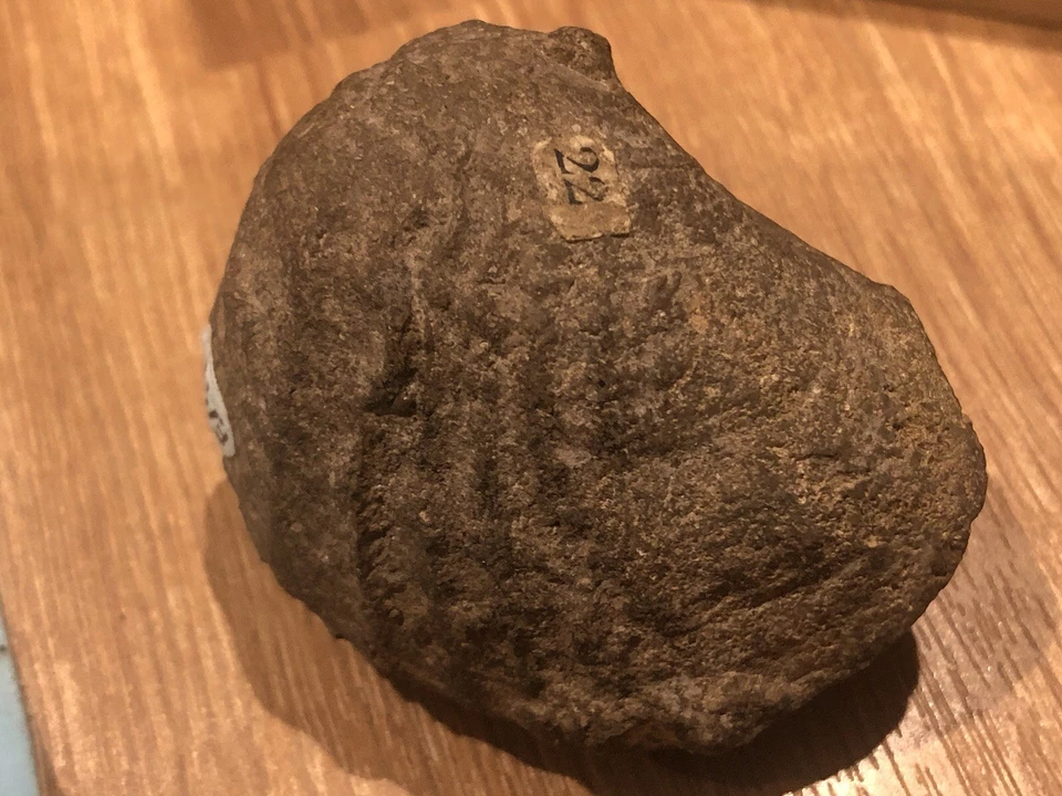 Pholadomya Fossil Bivalve Jurassic - Image 4 of 4