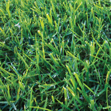 Lawn Grass KIKUYU 200 Seeds Drought Tolerant quick cover