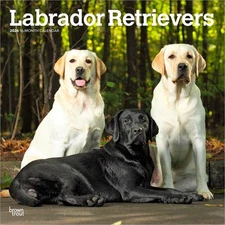 Labrador Retrievers | 2026 12x24" (Hanging) Square Wall Calendar | Plastic-Free