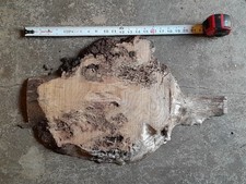 1 1/8th Inch Thick Oak Burl Slice
