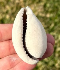 Florida Fossil Gastropod Siphocypraea problematica Cypraea Cowrie Shell Pliocene