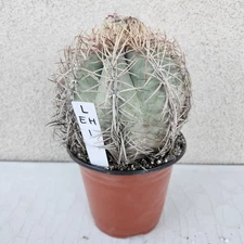Large Devil's Head Cactus Echinocactus Horizonthalonius