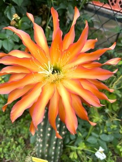 IBRIDO DI TRICHOCEREUS 'Senya' fiore 20 cm