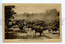 523022 WWI German colony in Alexanderfeld Moldova herd of cows Vintage postcard