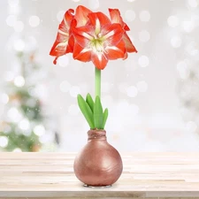 Garden State Bulb Minerva Waxed Amaryllis Flower Bulb, 30/32cm Rose Gold Wax