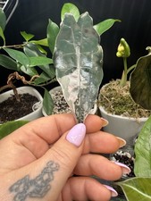 Alocasia Chantrieri Pink Mother Plant Slow Growing But Good Corm Producer Rare