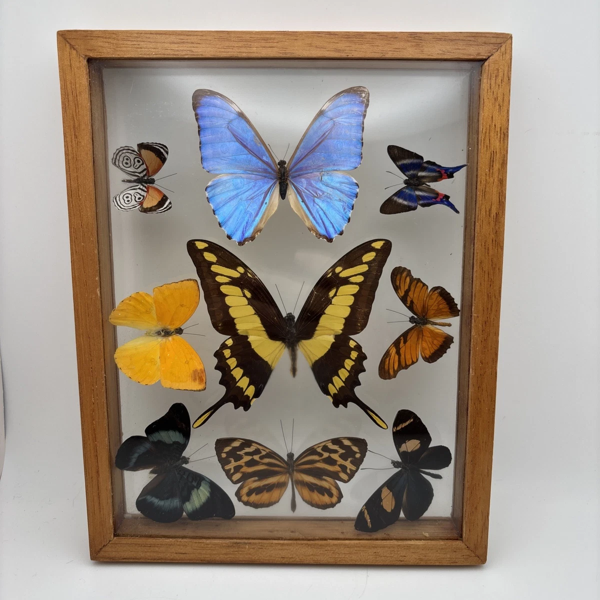 Vintage Butterfly Taxidermy for sale | eBay