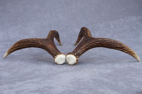 JUEGO/PAR DE ASTAS DE ALCE SALVAJE COBERTIZO (CUERNO, CUCHILLO, MASTICACIÓN, TAXIDERMIA, LÁMPARA) - Imagen 5 de 12
