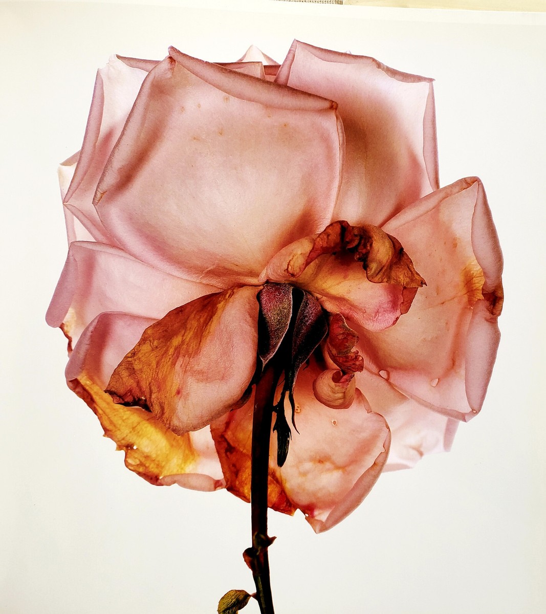 Irving Penn Flowers FIRST Print 74 Color Photographs HC DJ Vogue