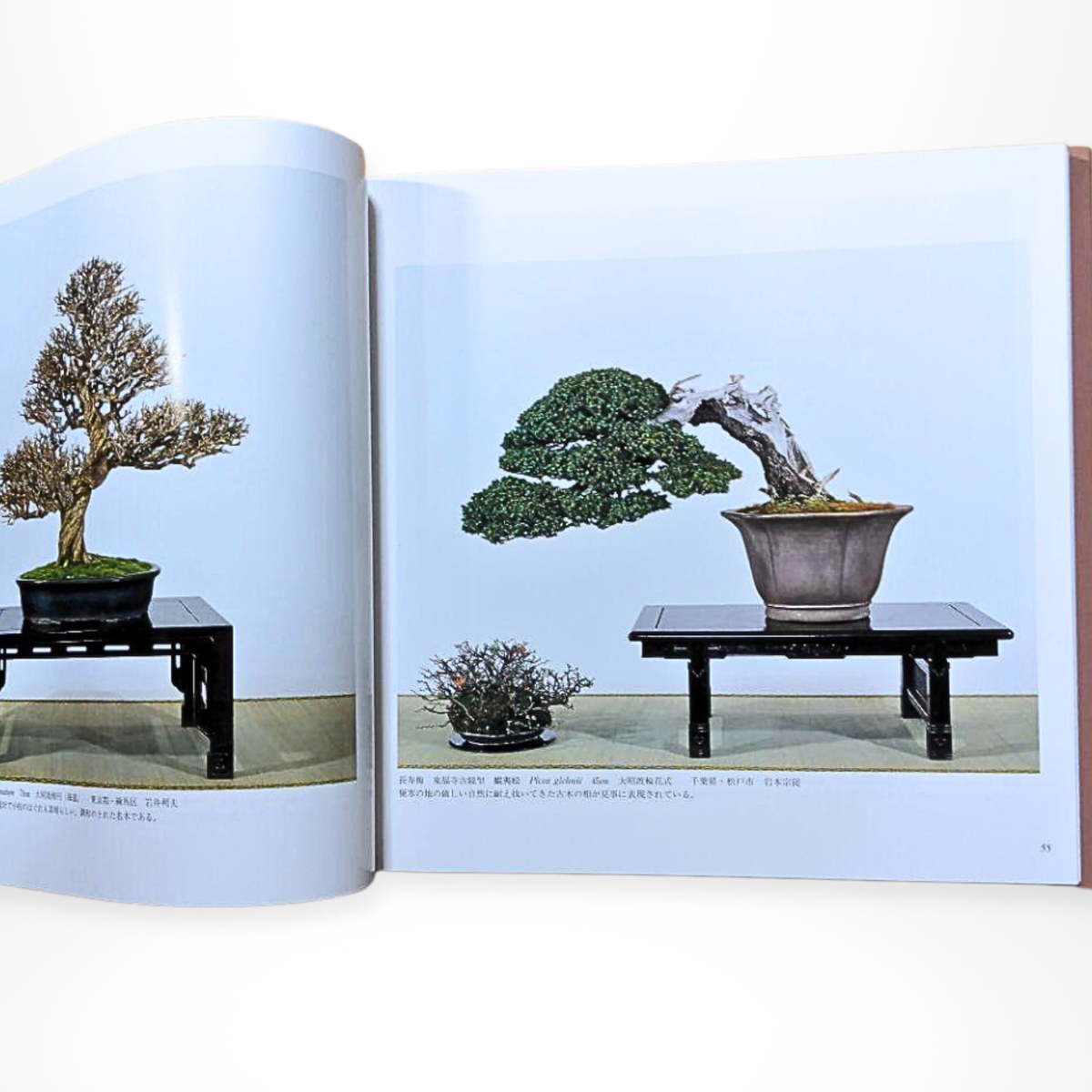 Kokufu Bonsai Ten Exhibition 71th Art Photo Books Japanese Culture  Aesthetics