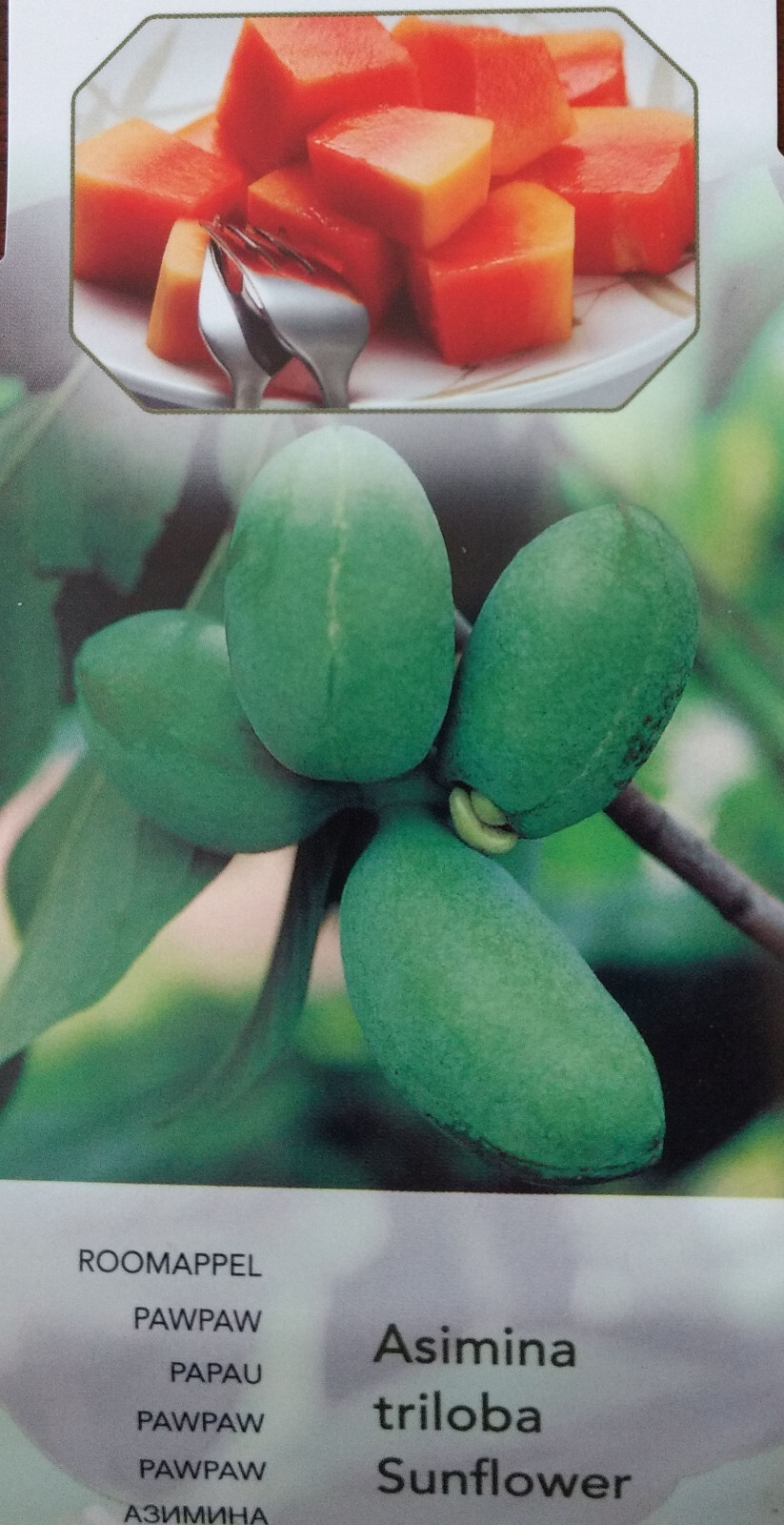 Asimina triloba Sunflower pawpaw les deux pieds pour des goûters au jardin