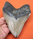 New ListingMegalodon Shark Tooth - Real Fossil - 5.46" - Shark Teeth - No Repairs Natural