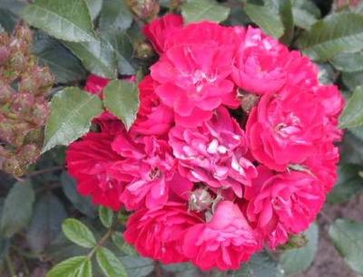 Rose * Climbing Alberich*  Kletter- Rose im Topf