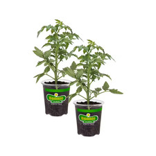 19 Oz. Better Boy Tomato Plant (2-Pack)