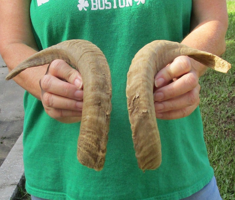 Matching Pair of 15-16 inch Sheep/Ram horns for horn carving taxidermy #52201