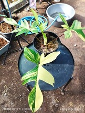 Philodendron Florida Beauty variegato 4 foglie con certificato fitosanitario