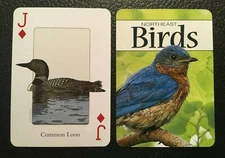 Swap Cards Birds COMMON LOON  BIRDS OF THE NORTHEAST Stan Tekielas JACK DIAMONDS