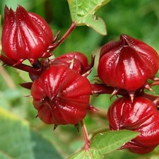 50 Red Roselle Seeds Hibiscus sabdariffa - Asian Sour Leaf - Ships from Iowa,
