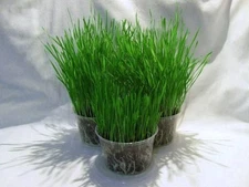ORGANIC WHEAT GRASS 6000 SEEDS CAT/RABBIT/DOG/BIRD/TURTLE & HUMANS FRESH 2024*