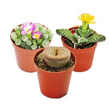 Exotenherz - Kalahari-Mix - 3 Pflanzen im 5,5cm Topf