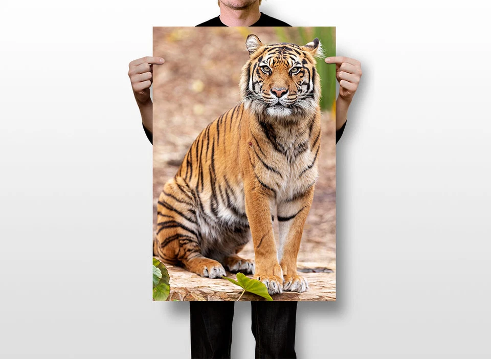 Tigre psicodélico animales salvajes África gato arte de pared decoración del hogar - PÓSTER 20x30 Foto 3 de 3