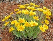 301+OREGON SUNSHINE Seeds Wooley Sunflower Native Wildflower Drought Poor Soils