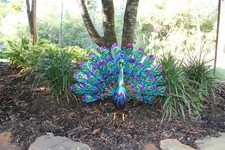 1-LARGE PEACOCK,32 Fanned Out Tail With Stunn...