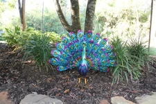 1-LARGE PEACOCK,32" Fanned Out Tail With Stunning Colors,Enameled Metal, GS-101