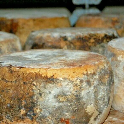 FORMAGGIO PECORINO STAGIONATO in FOSSA UMBRIA FORMAGGI ETRUSCHI TIPICI UMBRI
