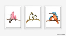 Set of Three Watercolour Bird Prints - kingfisher, kookaburra, galah