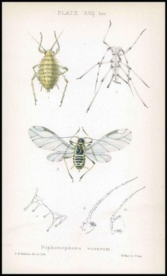 1881 Antique Lithograph APHID Insects Beetle SIPHONOPHORA ROSARUM Female (BA84)