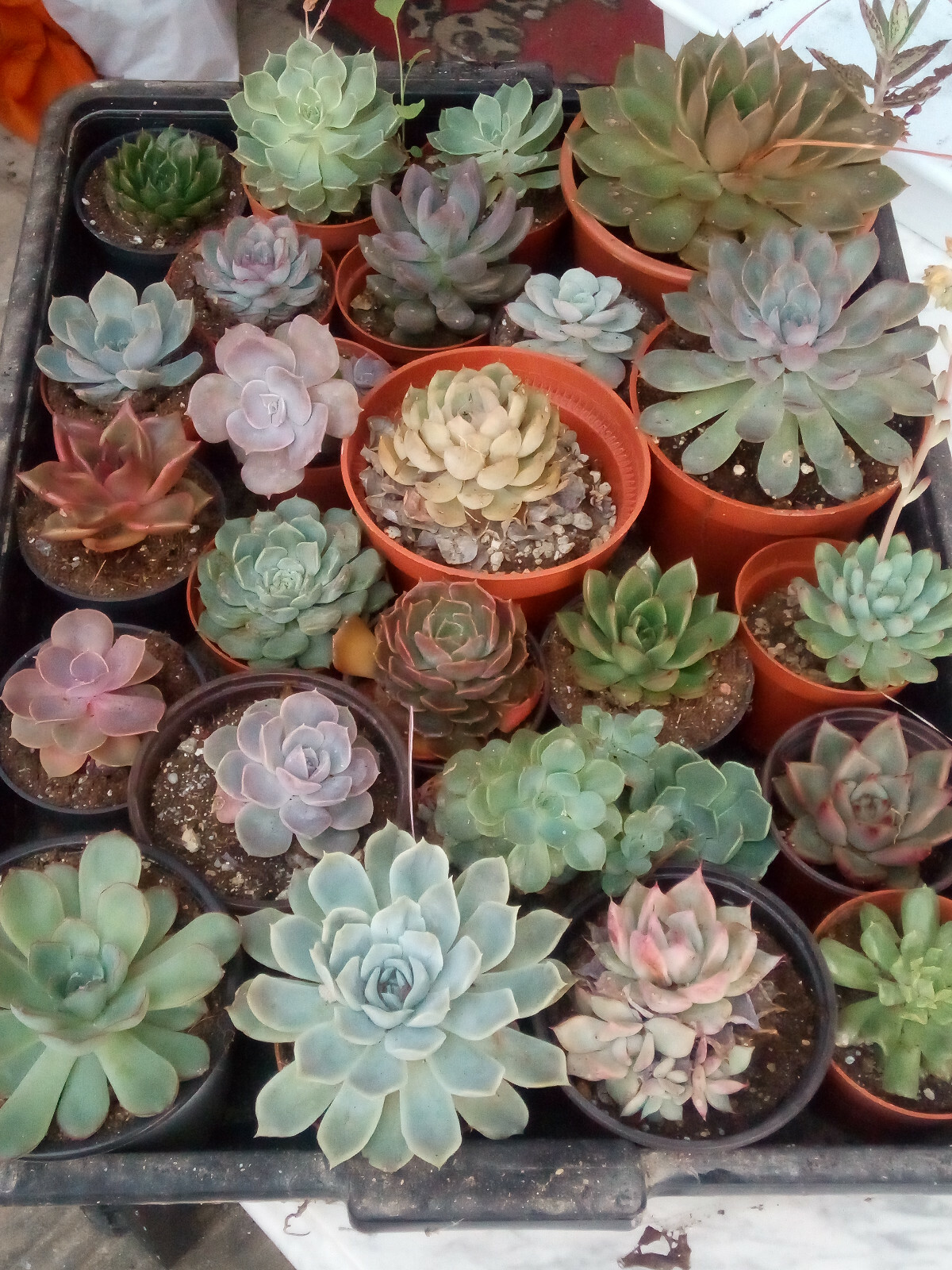Echeveria plantas suculentas de colección a elegir 6-8 cm planta joven con raiz