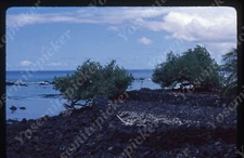 sl68 Original slide  1978 Hawaii Lava rock formation fruit bush ? 131a