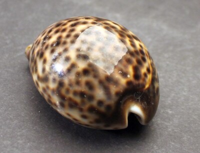 Gehäuse Meeresschnecke Cypraea tigris Altfund