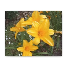  Flowers Matte Canvas, Stretched, 1.25"