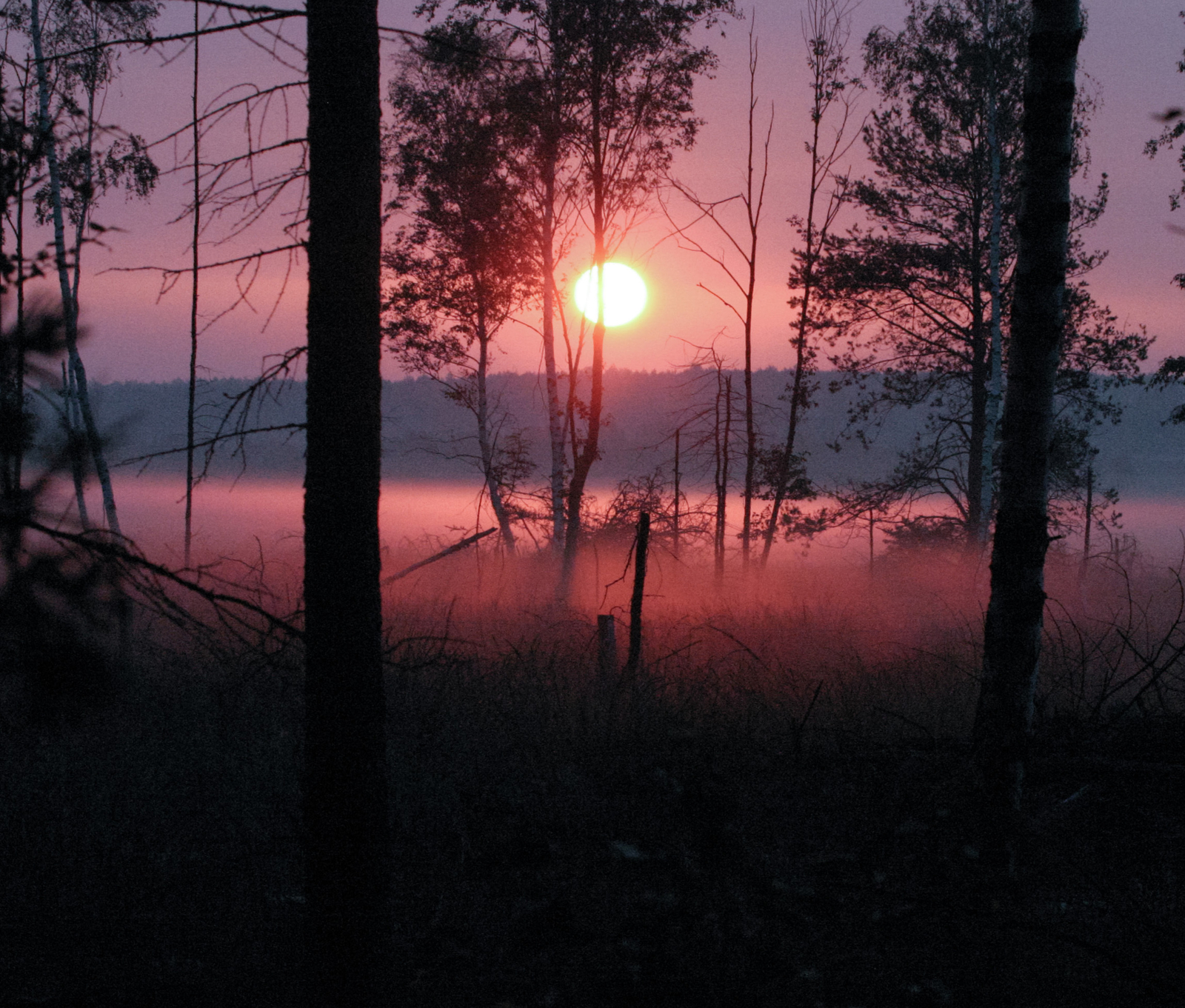 Thumbnail - Faszination Birkhuhn Egbert Strauß
