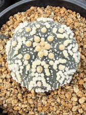 Astrophytumasteriasvar.hanazono cactus Succulent plants seedgrowth WYSIWYG